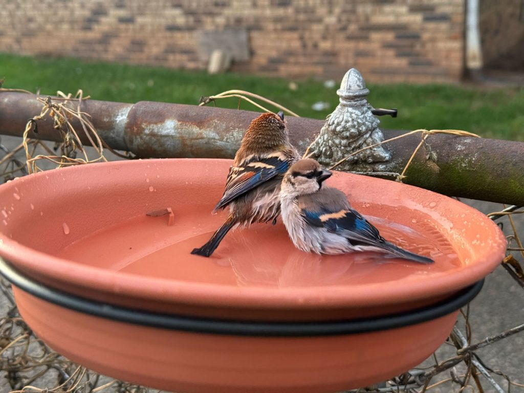 Birdbath