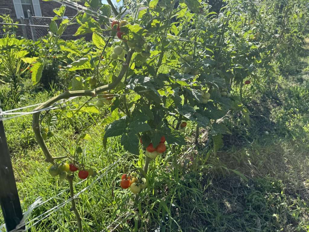 Tomato